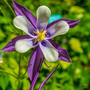 Meet your Posher, Deb